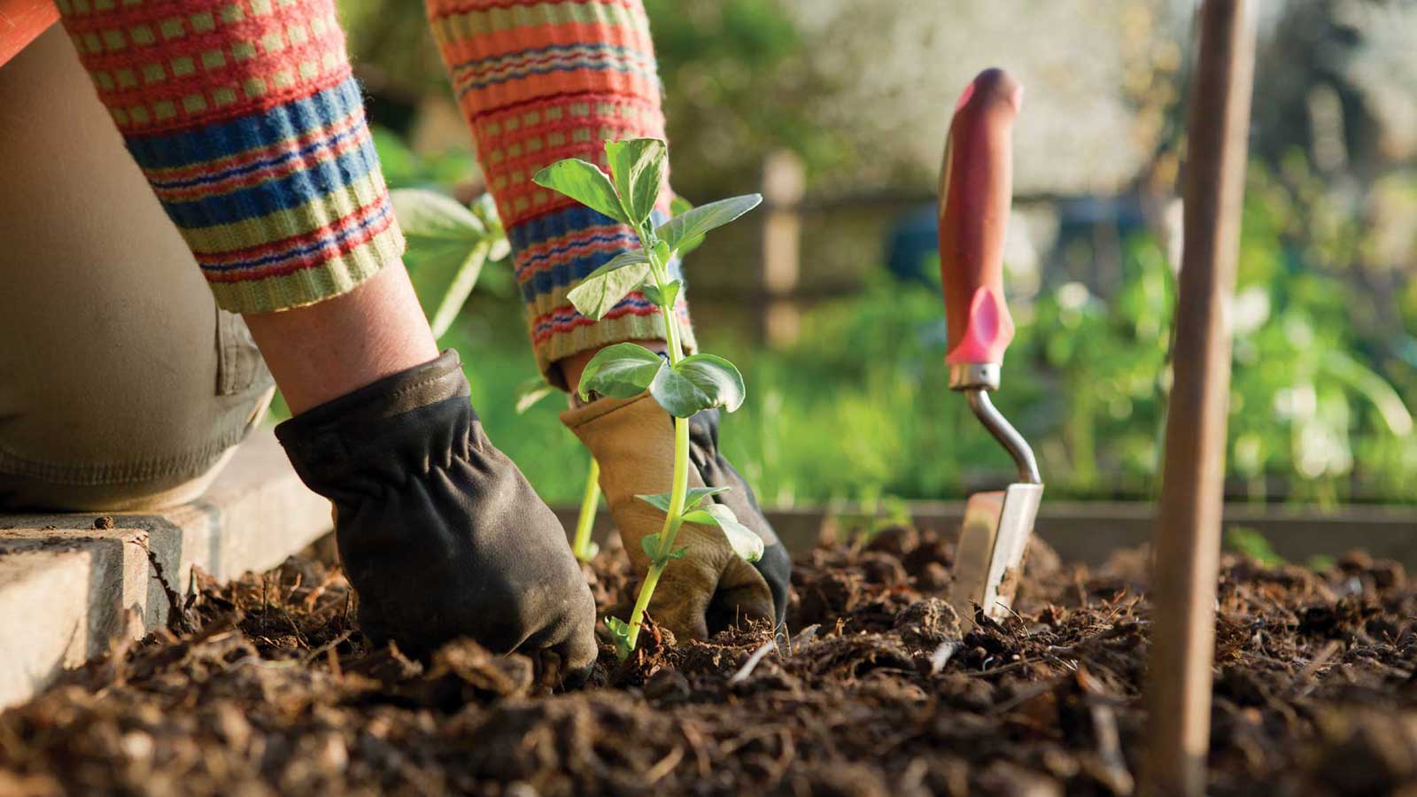 A Way to Garden